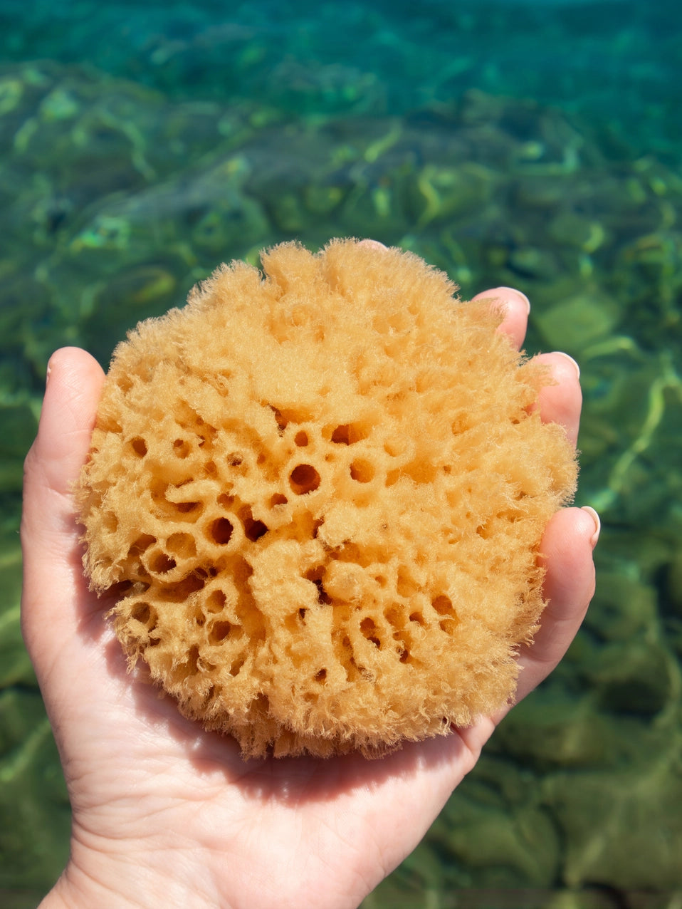 Sea Sponges large for body- Natural and Sustainable