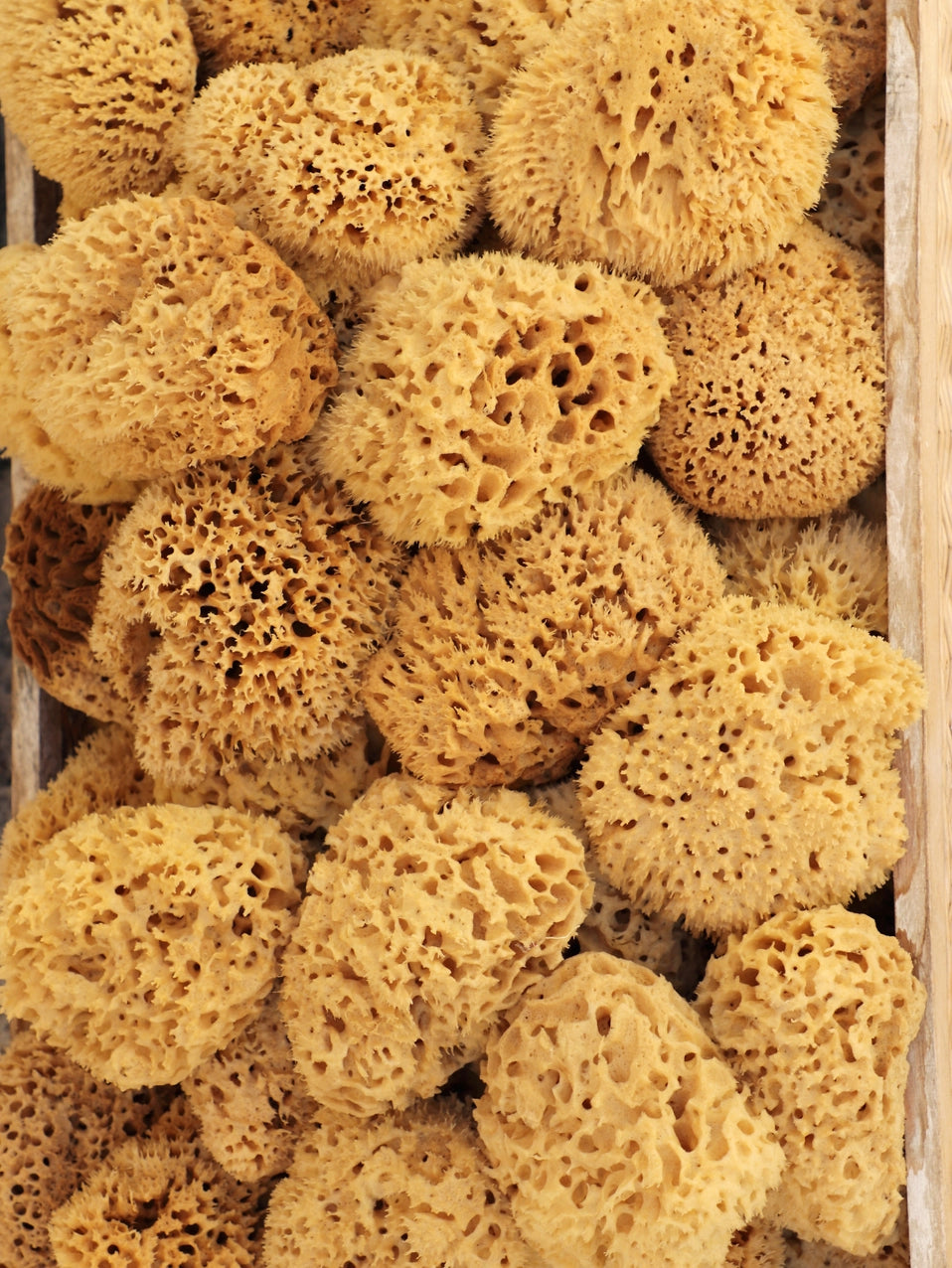 Sea Sponges large for body- Natural and Sustainable